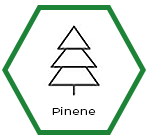 Rollup Lab | Cannabis Legale e CBD | Profili Terpeni Cannabis | Pinene