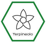 Rollup Lab | Cannabis Legale e CBD | Profili Terpeni Cannabis | Terpineolo