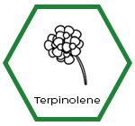 Rollup Lab | Cannabis Legale e CBD | Profili Terpeni Cannabis | Terpinolene