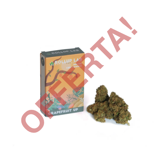 Grapefruit UP Cannabis Light CBD Indoor